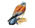 Боривітер степовий (Falco naumanni Fleischer, 1818)